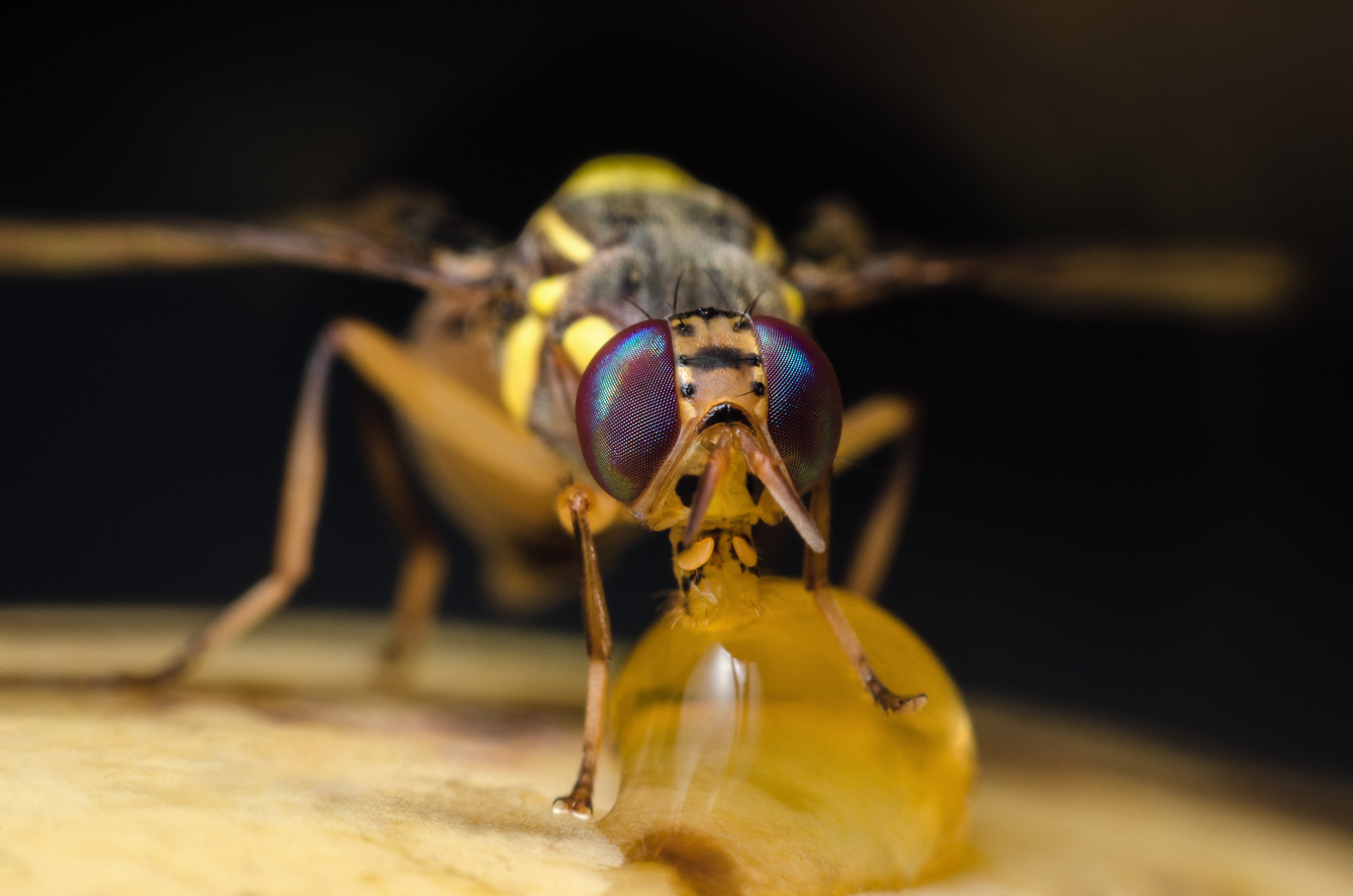 Mouche orientale des fruits - renforcer la surveillance pour éviter son établissement en France