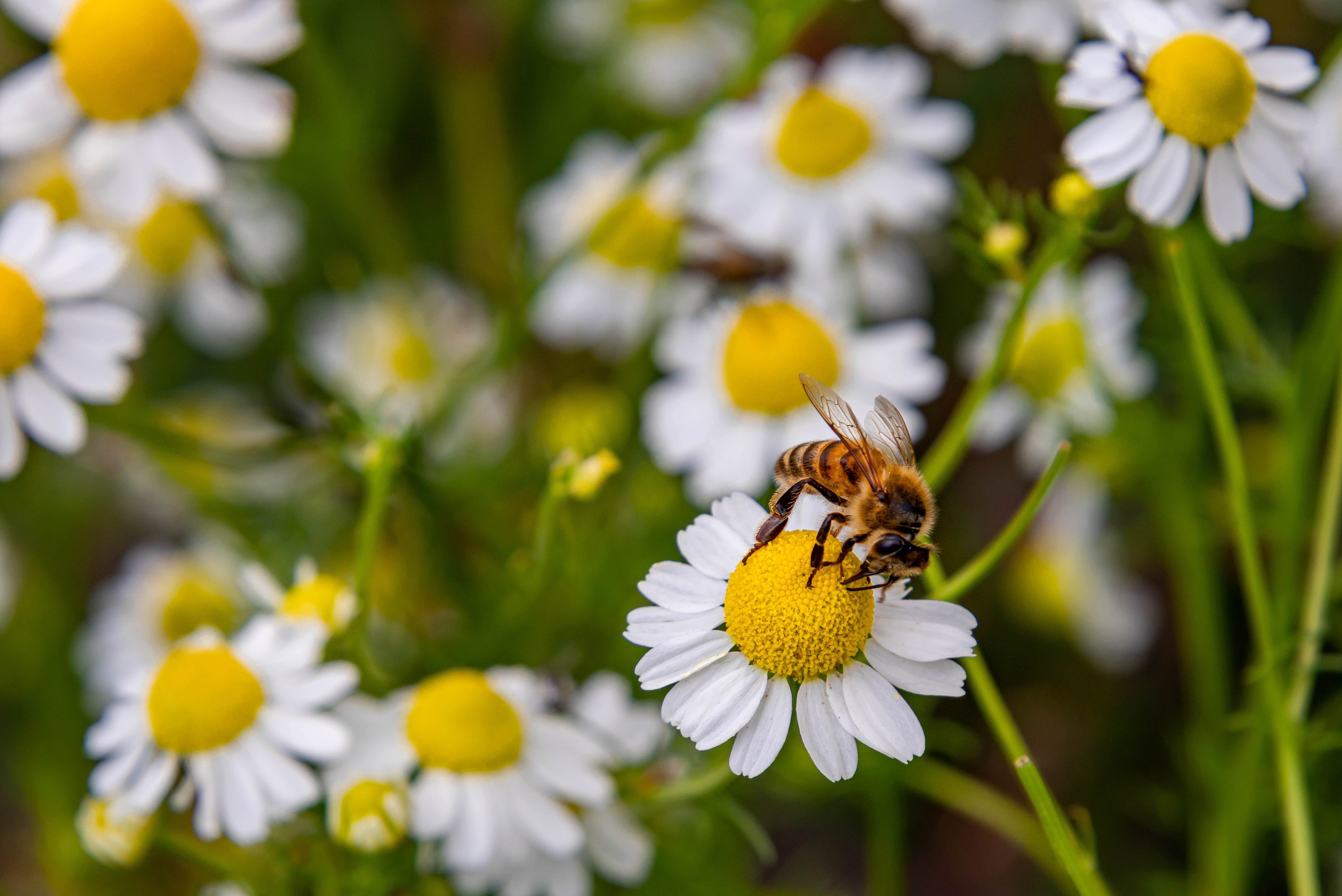 Érosion de la biodiversité quelles réponses face à une accélération inquiétante