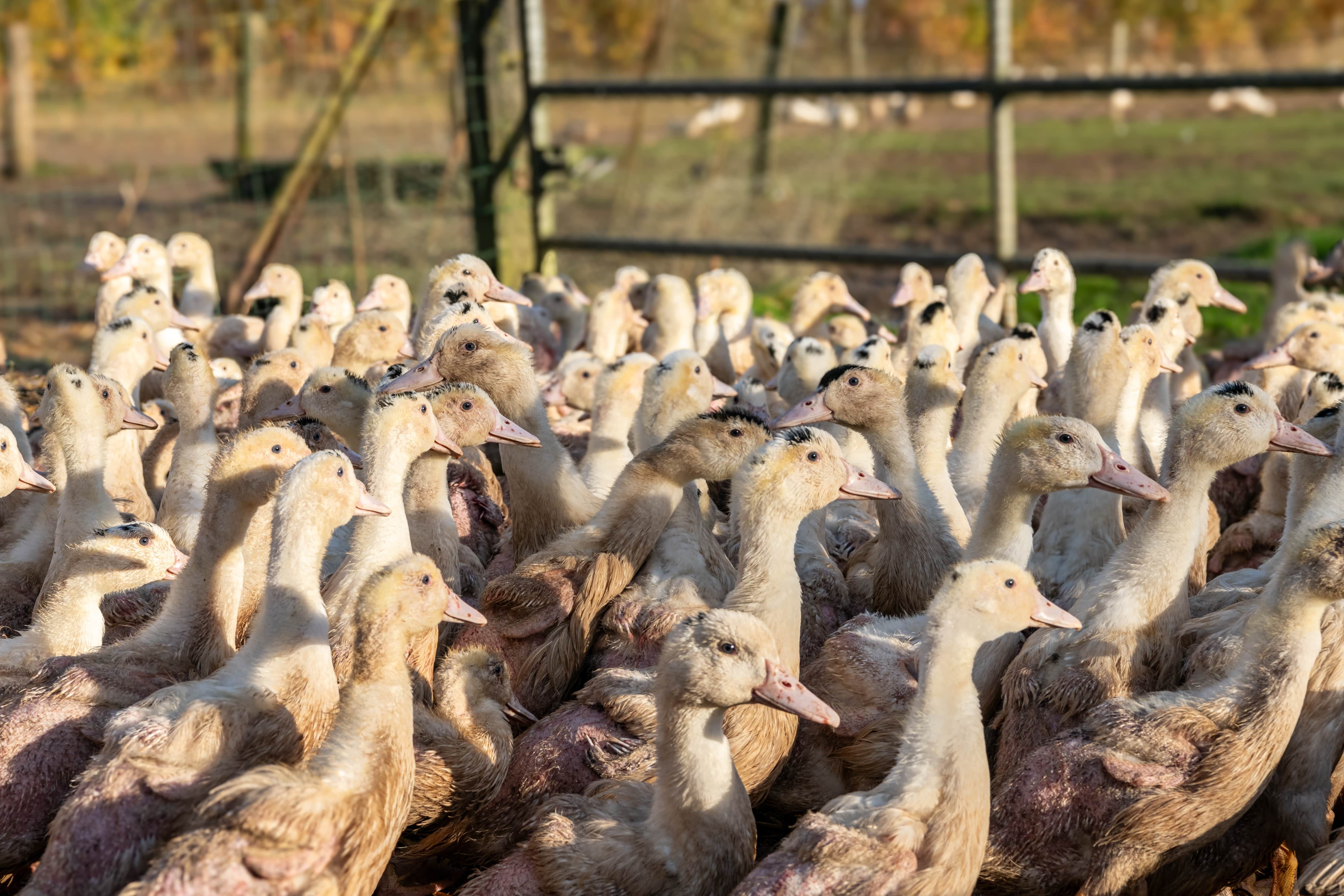 Influenza aviaire - l’évolution favorable de la situation sanitaire permet d’abaisser le niveau de risque à « négligeable » sur tout le territoire min