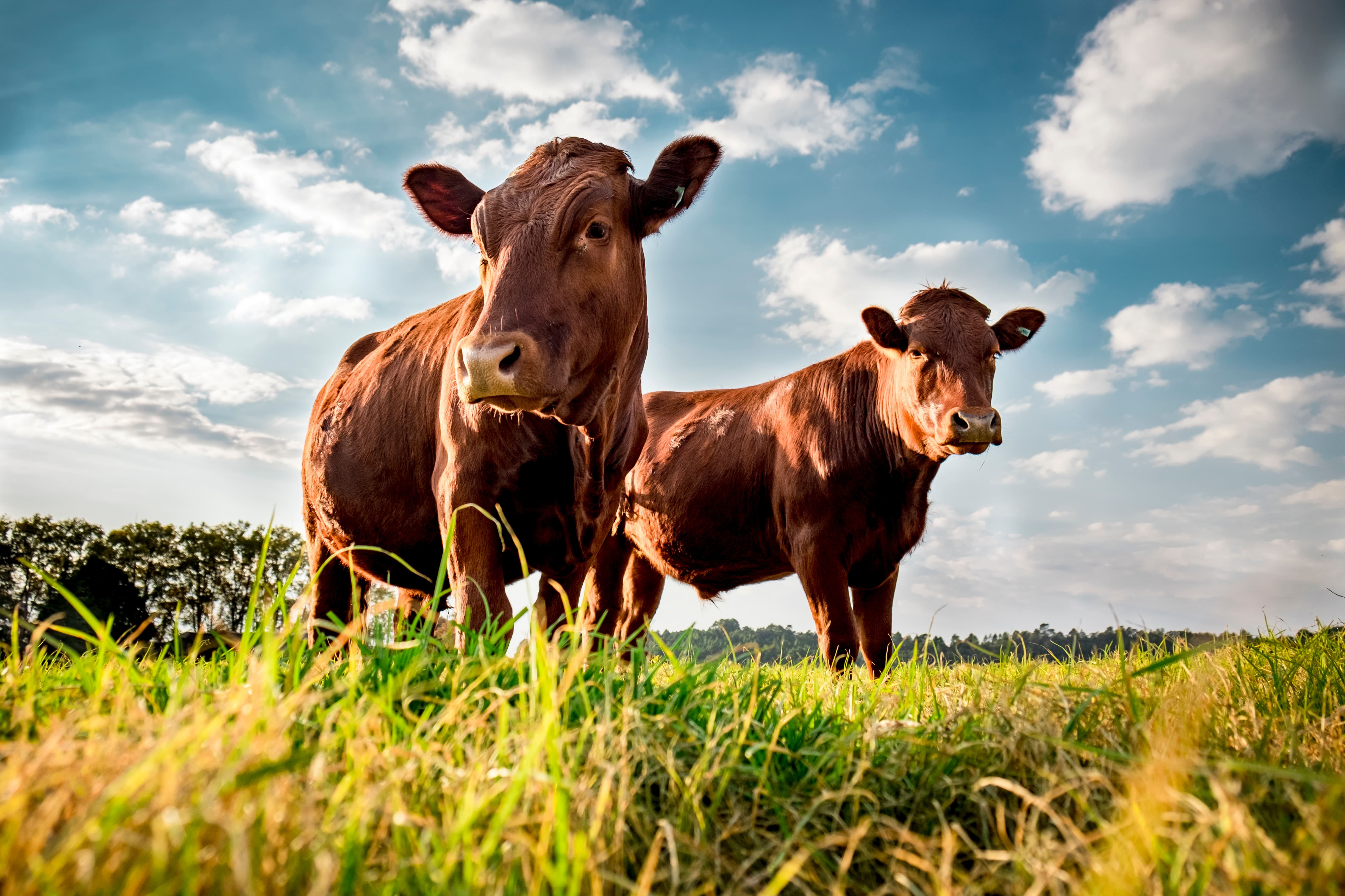 Maladies transmises par les vecteurs un enjeu pour la santé des bovins