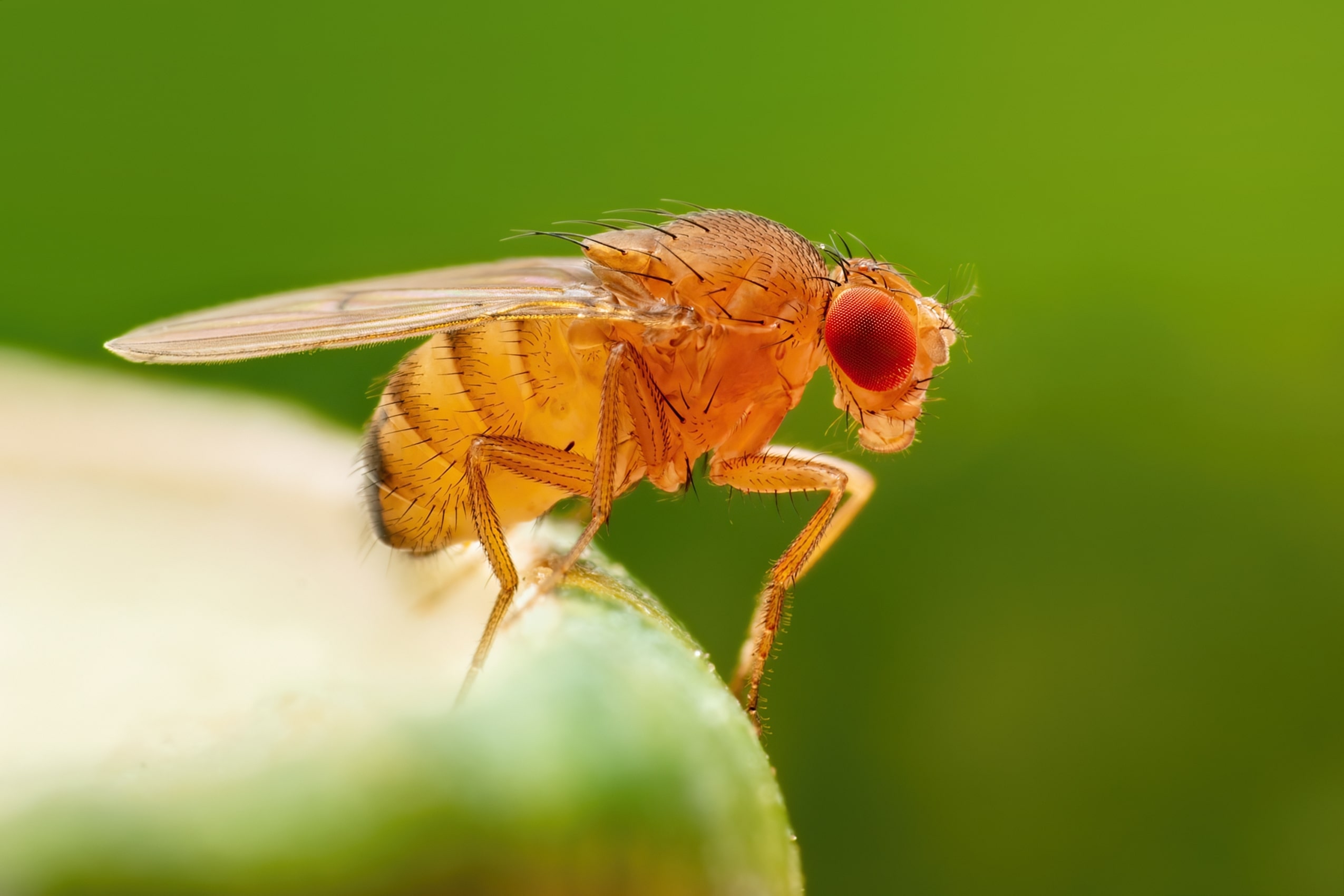 La mouche orientale des fruits, une menace pour les cultures fruitières et légumières