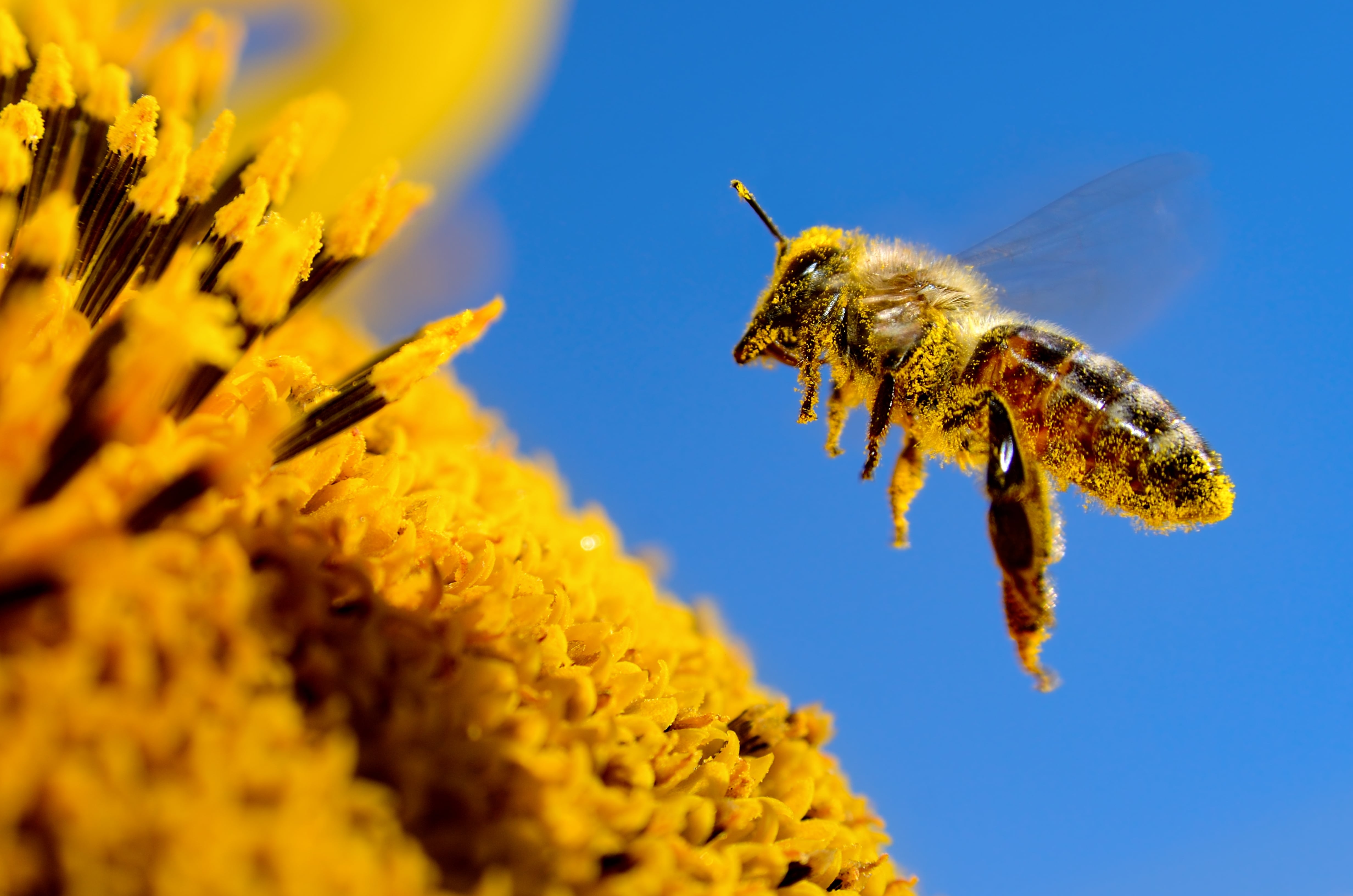 Transmission de pathogènes entre pollinisateurs