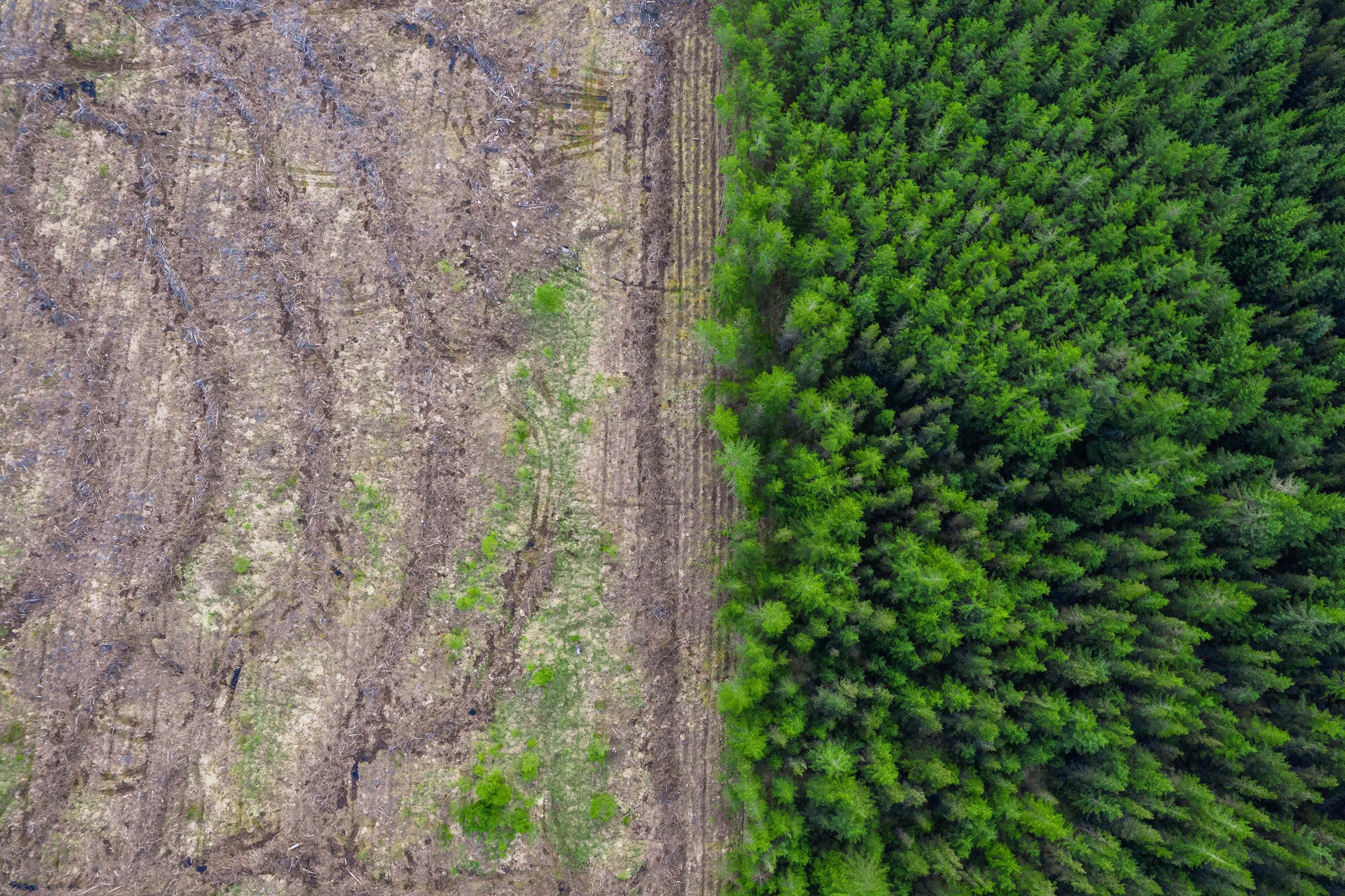 EUDR - Ce qui va changer pour les entreprises du secteur agroalimentaire