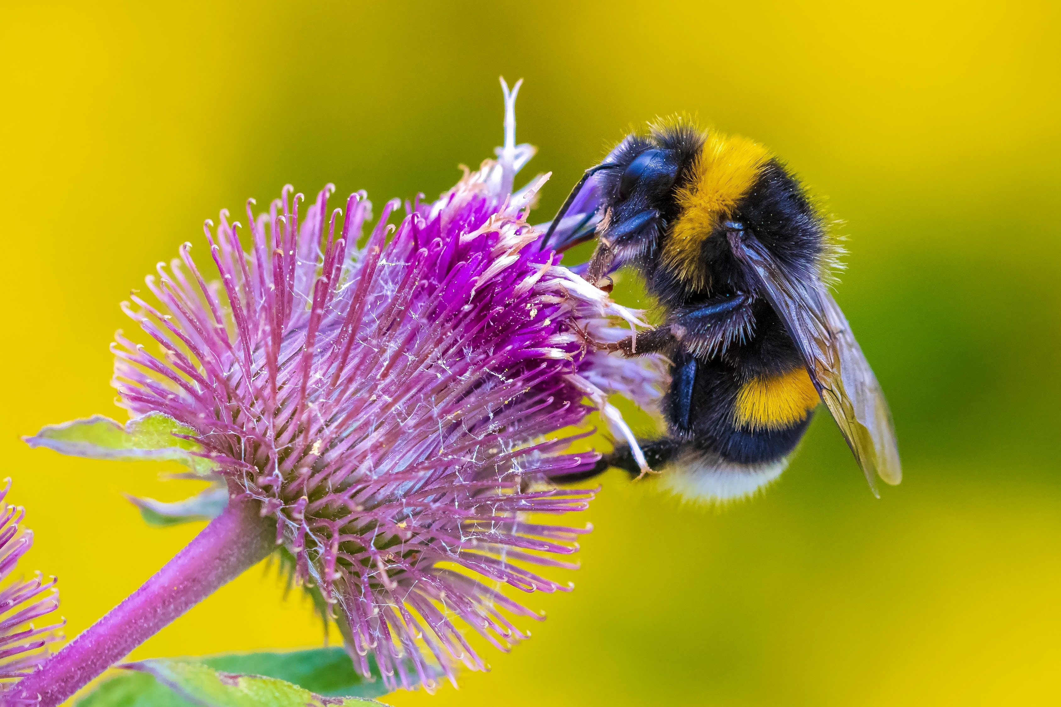 L'observatoire des mortalités et des affaiblissements de l'abeille mellifère