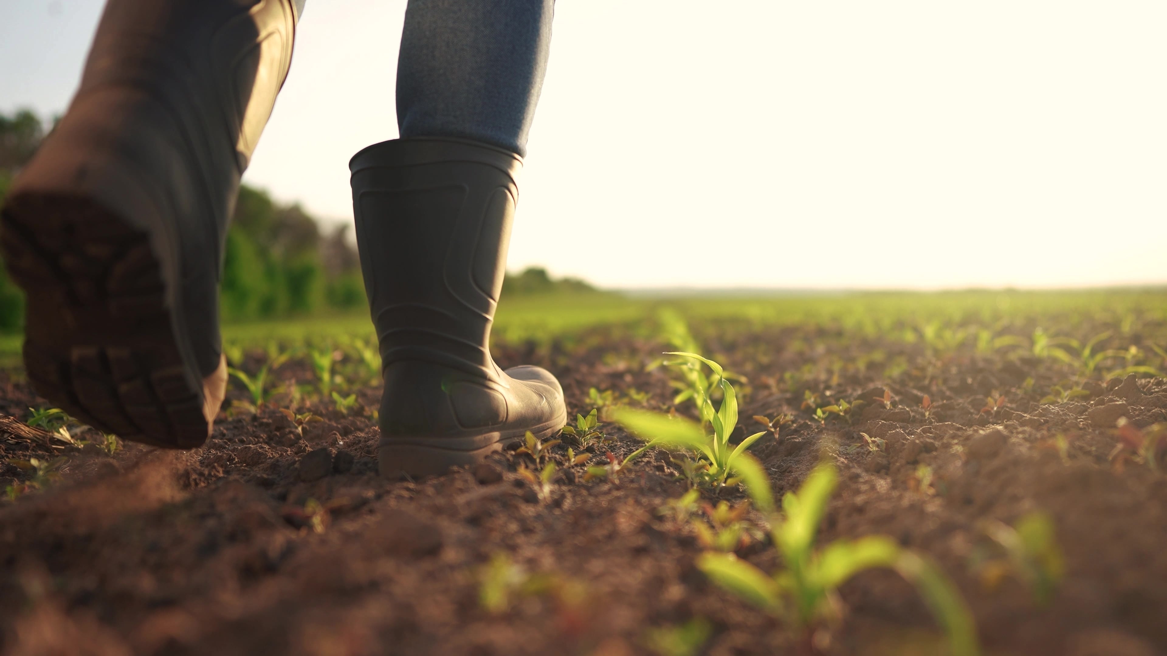 Baisse de rendement agricole lié au climat le soutien aux agriculteurs