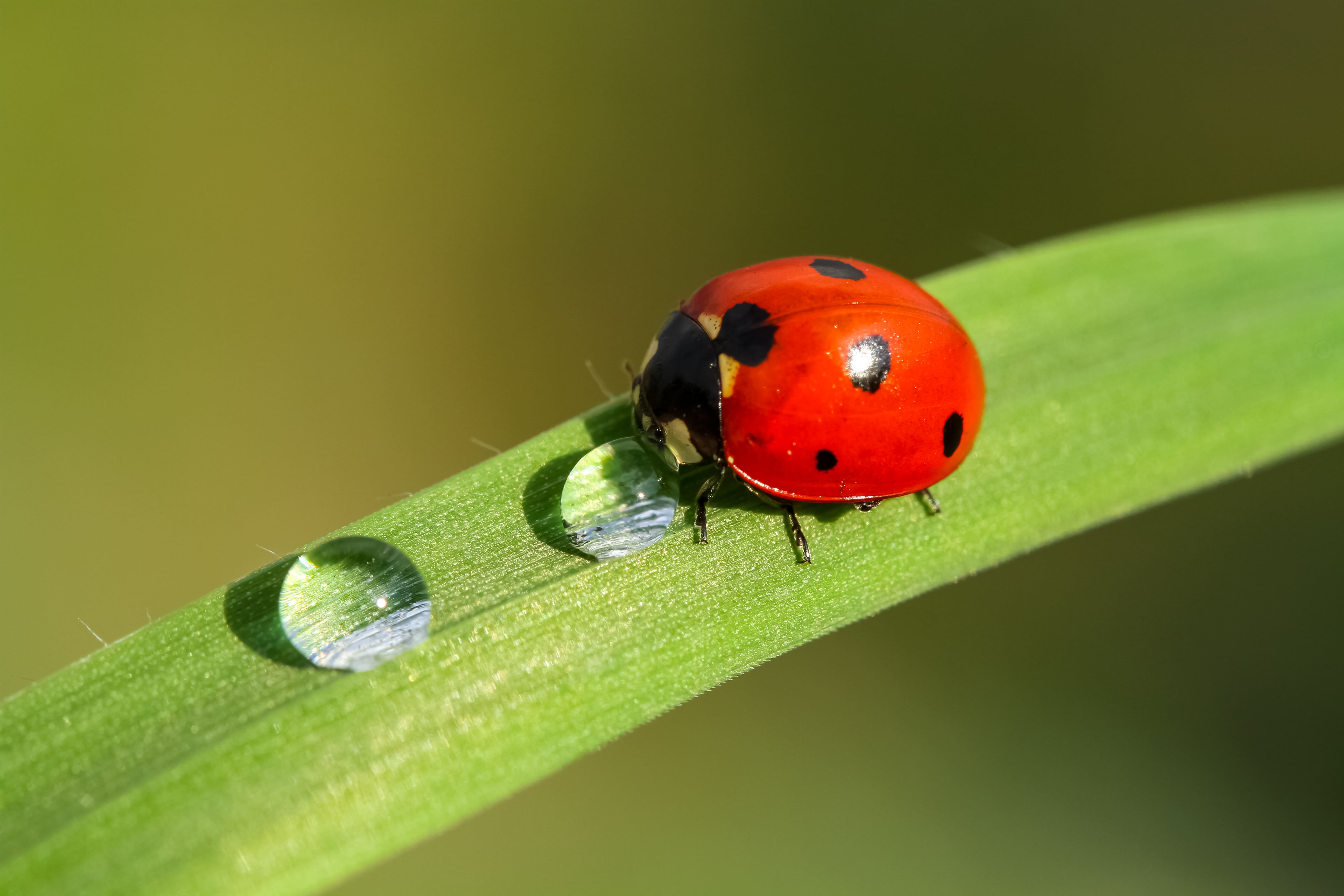 Le biocontrôle, des solutions pour réduire l'utilisation des produits phytosanitaires conventionnels