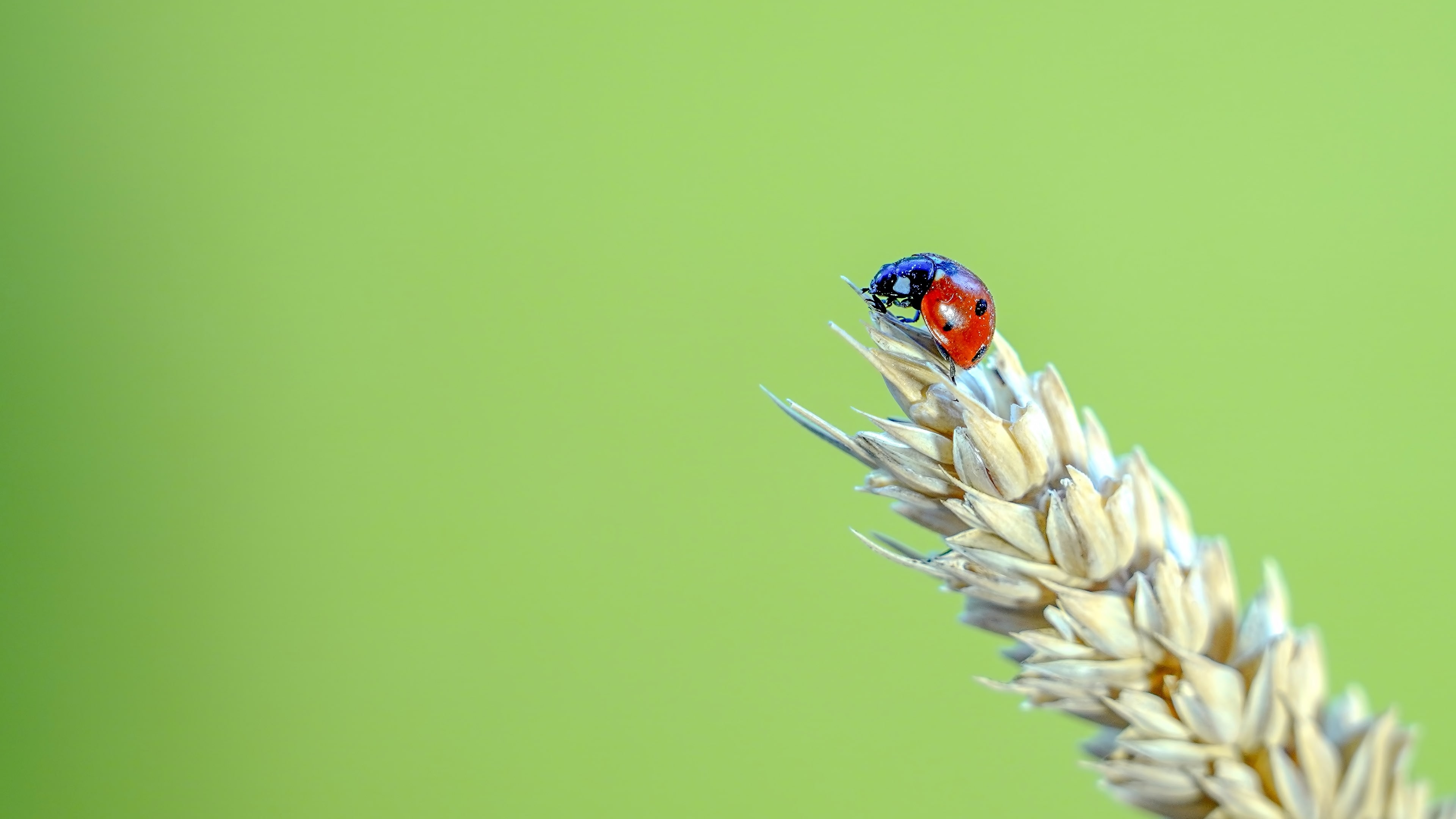 Quels sont les produits de biocontrôle