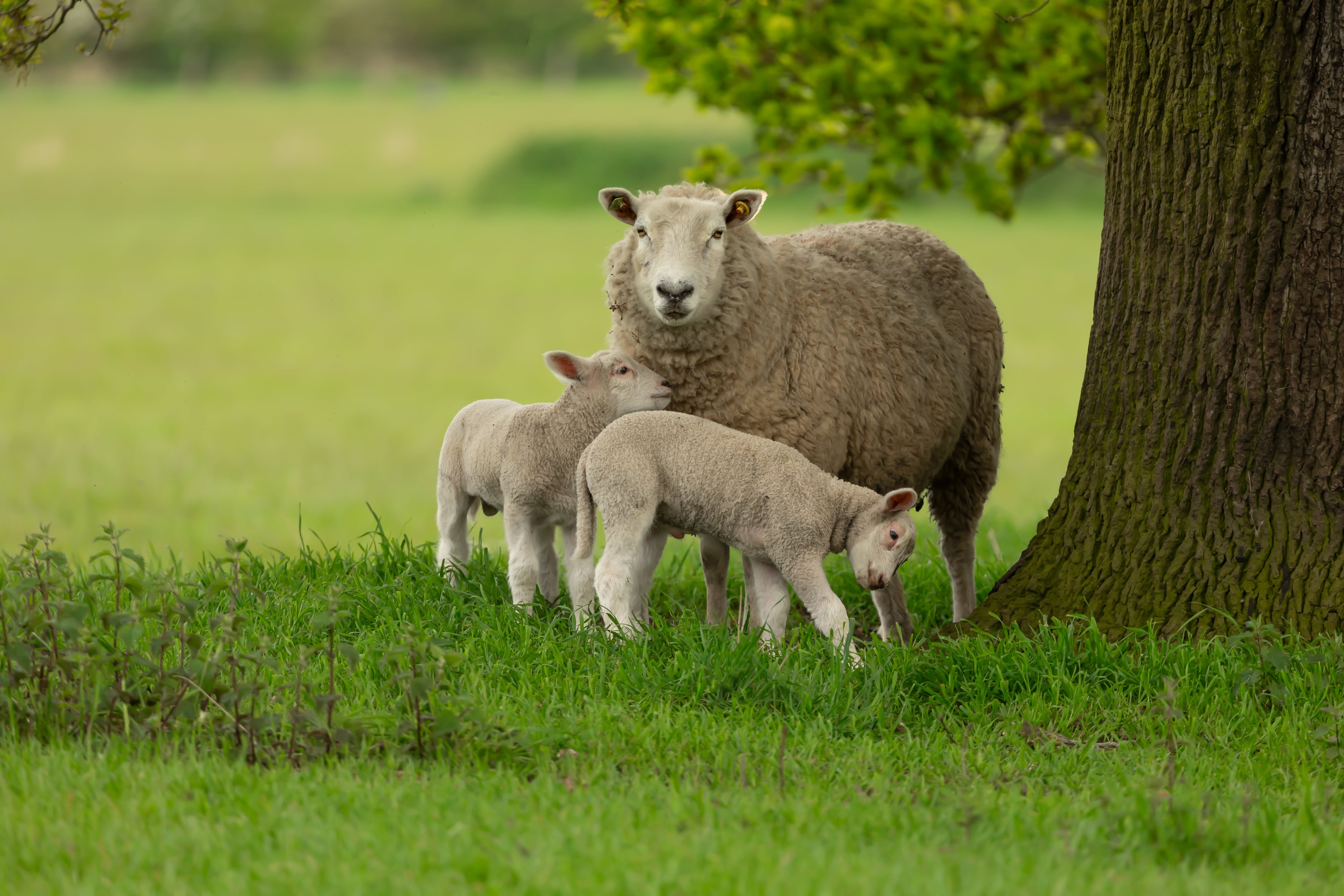 Fièvre catarrhale ovine (maladie de la langue bleue) ce qu’il faut savoir