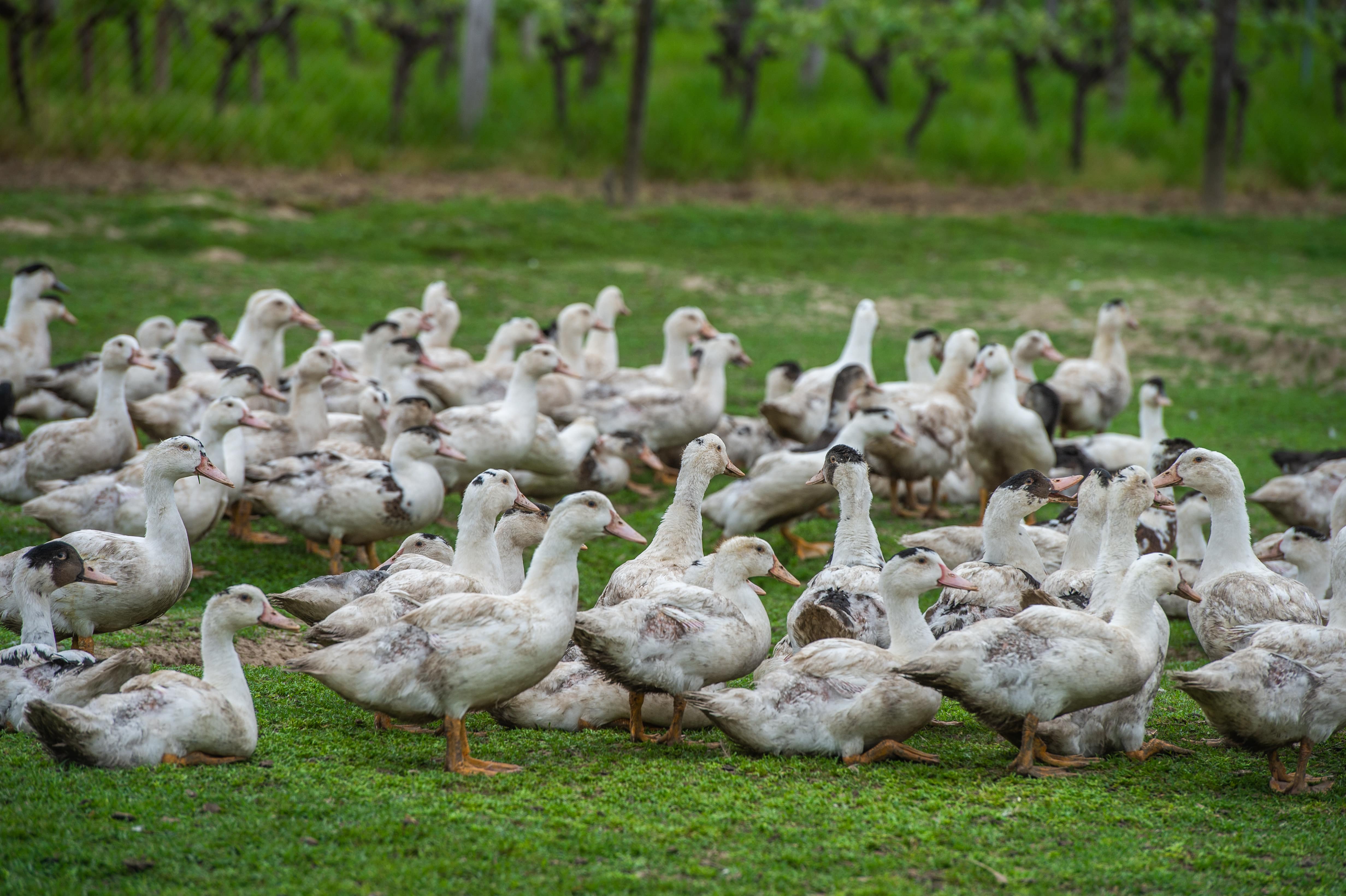 Tout ce qu'il faut savoir sur le plan de vaccination influenza aviaire de la France