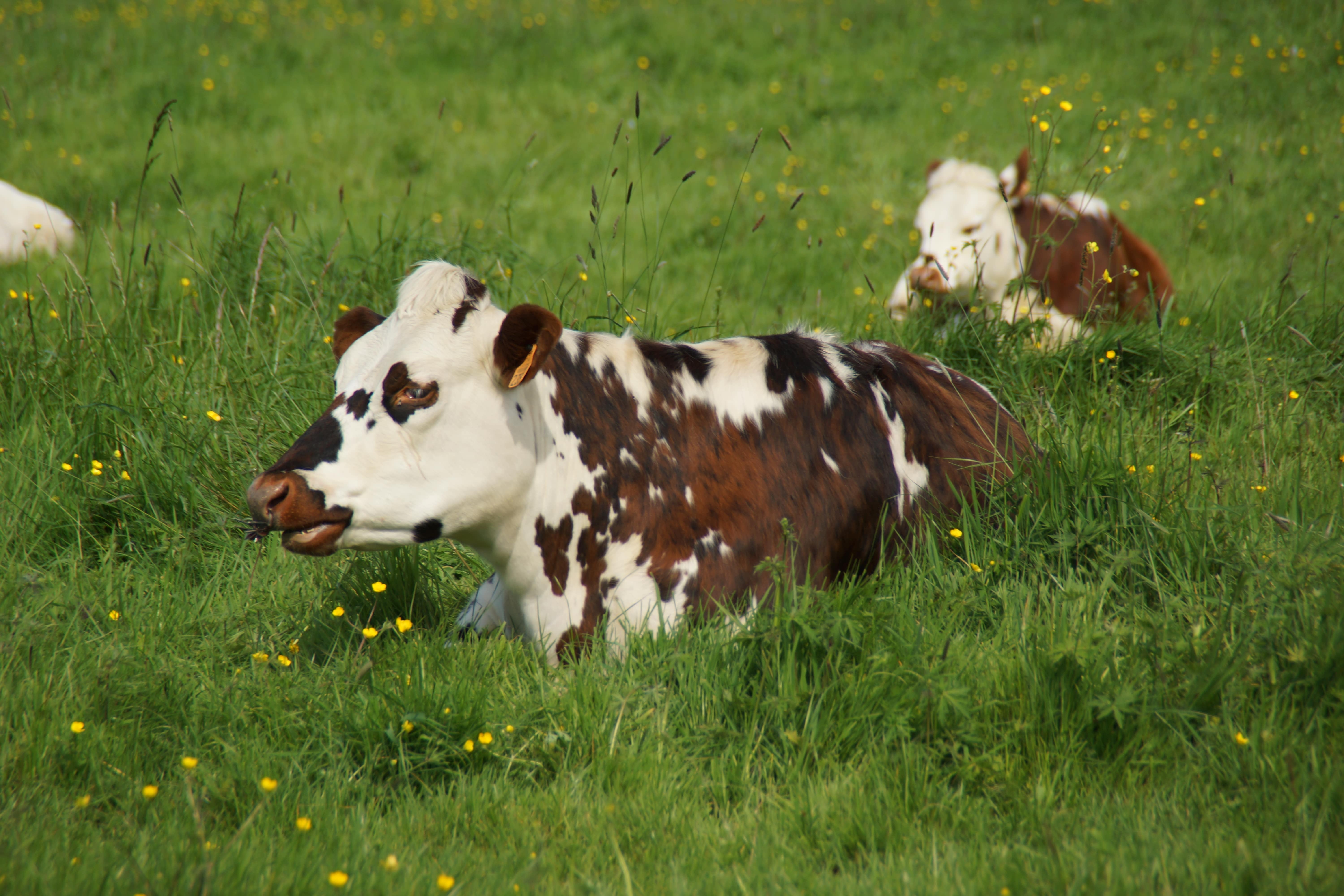 Fièvre aphteuse un pas de plus vers la compréhension de la persistance du virus chez les ruminants-min