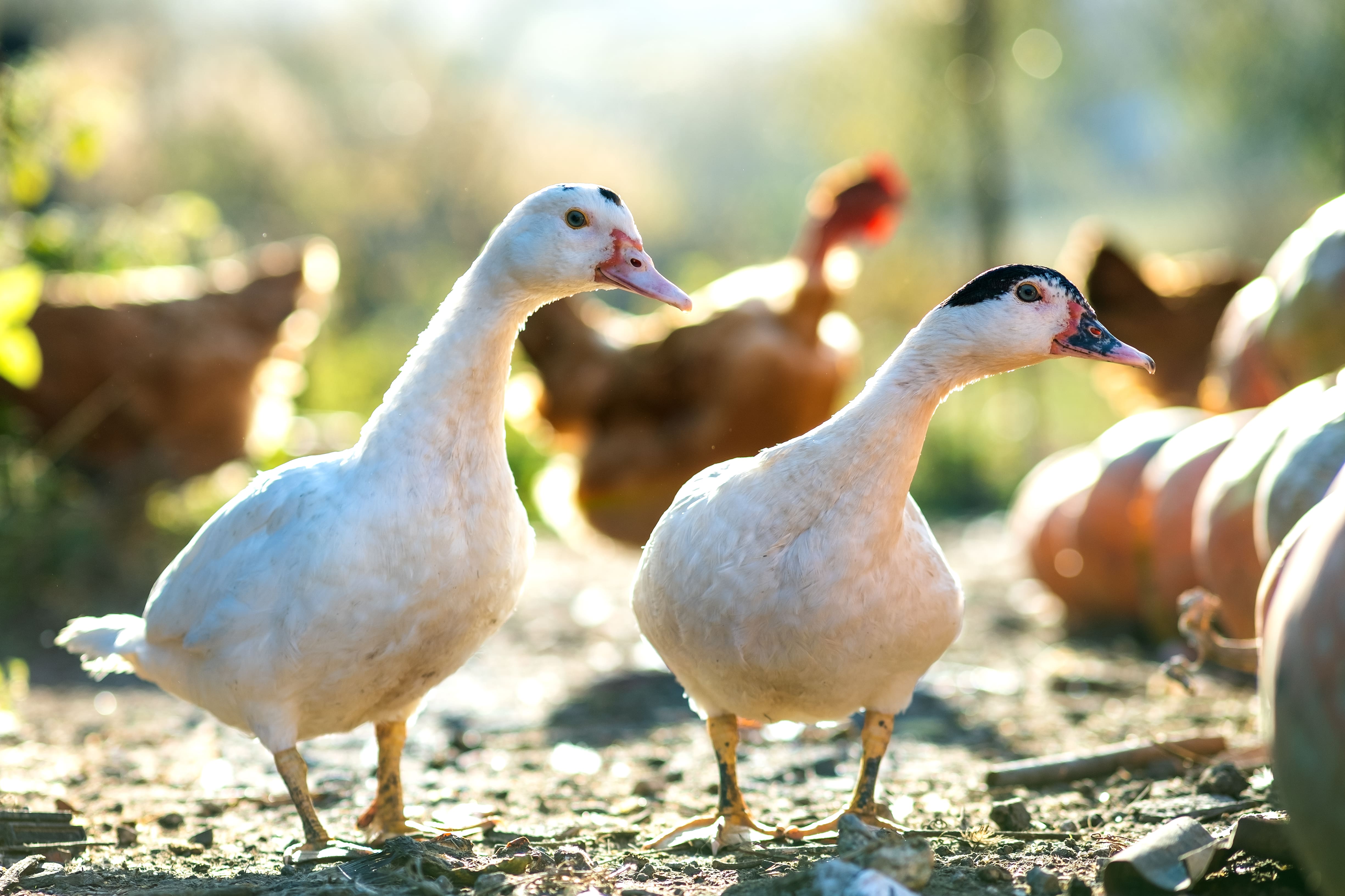 Influenza aviaire hautement pathogène (IAHP) réouverture du marché britannique pour les canards français vaccinés contre l’IAHP-min